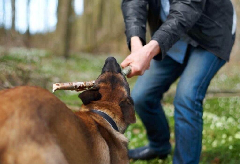 Mordeduras de perro Image
